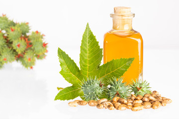 Beans and castor oil - Ricinus communis