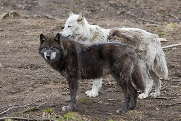 Timber wolf in spring