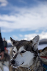 Husky