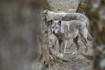 Timber wolf in spring
