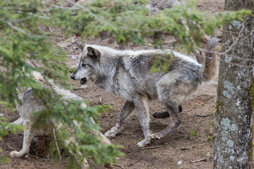 Timber wolf in spring