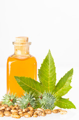 Beans and castor oil - Ricinus communis