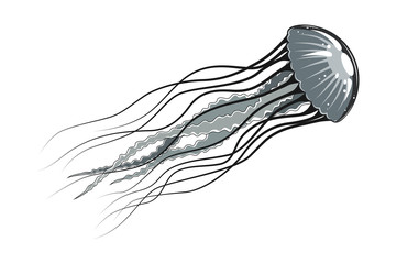 Vector image of jellyfish on a white background. - obrazy, fototapety, plakaty