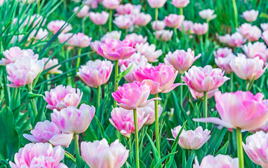 White-pink terry tulips. Gesner's tulip with a terry form of a flower.