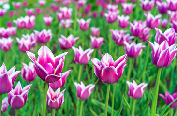 Violet tulips with white border in the form of lilies. Gesner's tulip from the lily family.