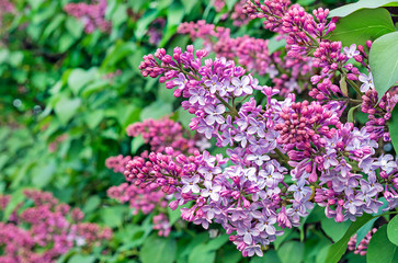 Blooming lilac. A branch of blooming lilac in the city garden.