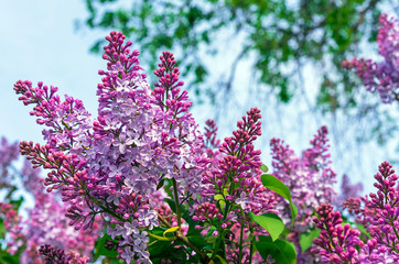 Blooming lilac. A branch of blooming lilac in the city garden.
