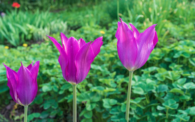 Violet tulips in the form of lilies. Gesner's tulip from the lily family.