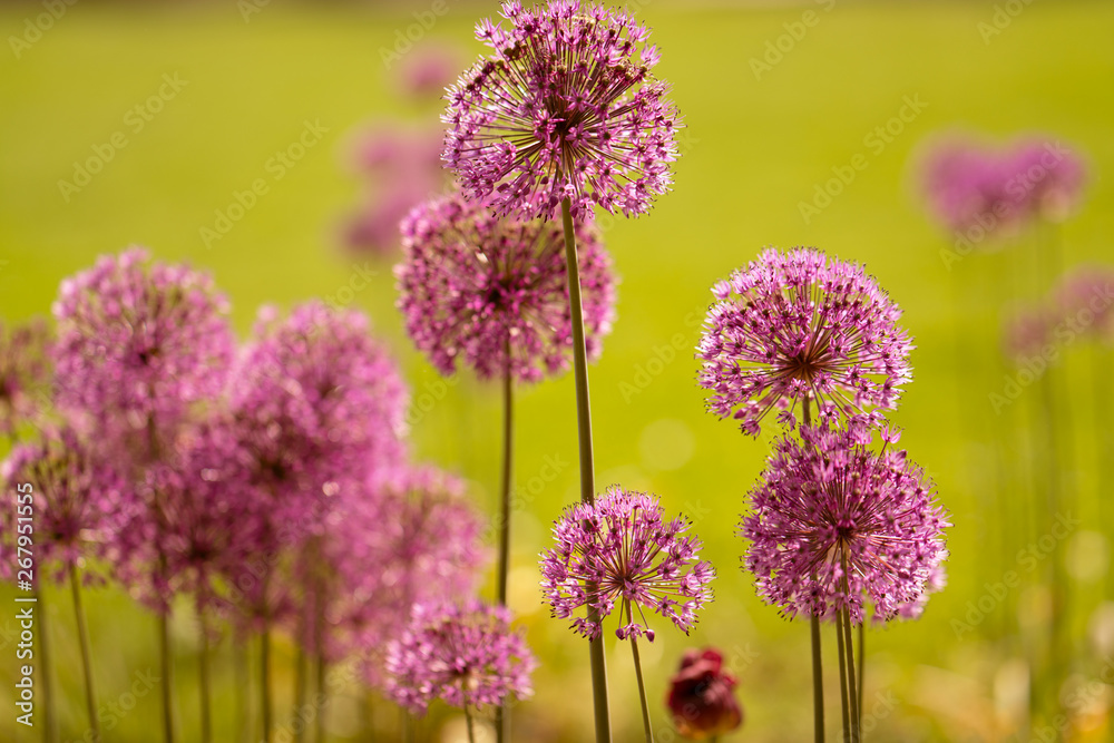 Wall mural Close-up photo of purple allium blossom.