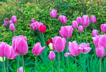 Pink tulips on the background of green shrubs.