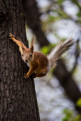 Looking at me from a tree