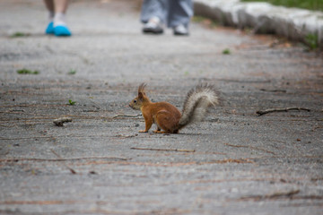 Little squirrel and big people