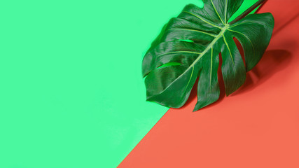 Tropical green palm monstera leaf or swiss cheese plant on pink coral and green background. Summer exotic minimal layout. Flat lay, top view.
