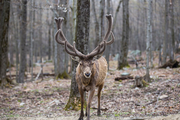 red deer stag in spring