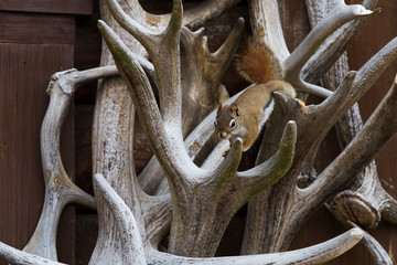 American red squirrel (Tamiasciurus hudsonicus) on the wapiti antlers