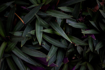 Fototapeta na wymiar leaves of plant
