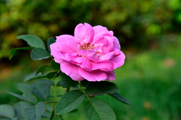  beautiful flower In the backyard is refreshing