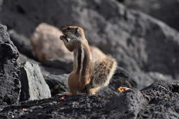 Chipmunk on the rocks In Fuerteventura, Canary islands