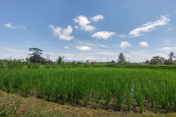 Obraz premium Rich green rice stepped fields. Traditional Balinese rice terraces. Jungles at backdrop