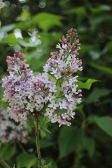 flowers in the garden