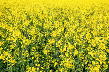 rape field spring background