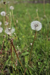 dandelion in grass