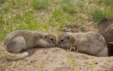 Gopher genus  rodents of the squirrel family. Two gophers eat food near the burrow.