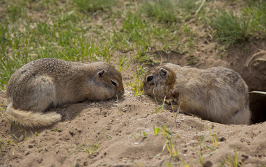 Gopher genus  rodents of the squirrel family. Two gophers eat food near the burrow.