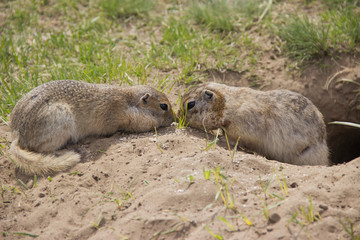 Gopher genus  rodents of the squirrel family. Two gophers eat food near the burrow.