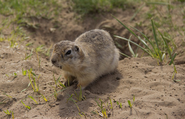 Gopher genus  rodents of the squirrel family. Ground squirrel near its burrow on a meadow.