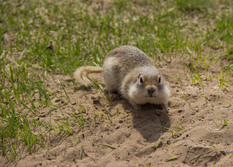 Gopher genus  rodents of the squirrel family. Ground squirrel near its burrow on a meadow.