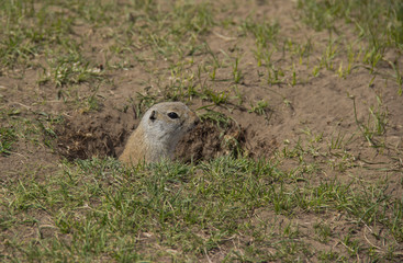 Naklejka na ściany i meble Gopher genus rodents of the squirrel family. Ground squirrel near its burrow on a meadow.