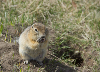 Naklejka na ściany i meble Gopher genus rodents of the squirrel family. The gopher eats the seeds.