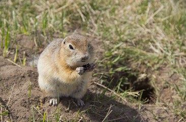 Naklejka na ściany i meble Gopher genus rodents of the squirrel family. The gopher eats the seeds.
