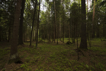 Obraz premium The path in the woods.