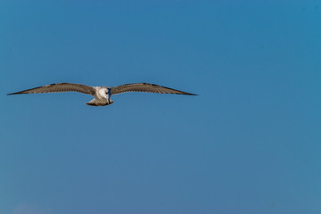 Common gull against a blue sky on a sunny day