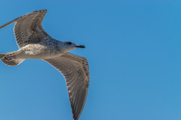 Common gull against a blue sky on a sunny day