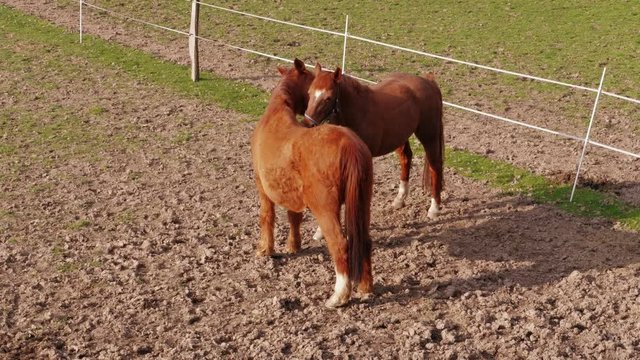 Mating dance, brown horses nuzzling up in farm paddock at spring day. Horses fawning in country landscape. Togetherness, couple concept. Domestic animals walking on pastures grazed on ranch. Calmness