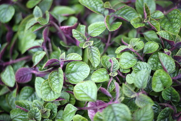 Decorative mint ivy on spring time.