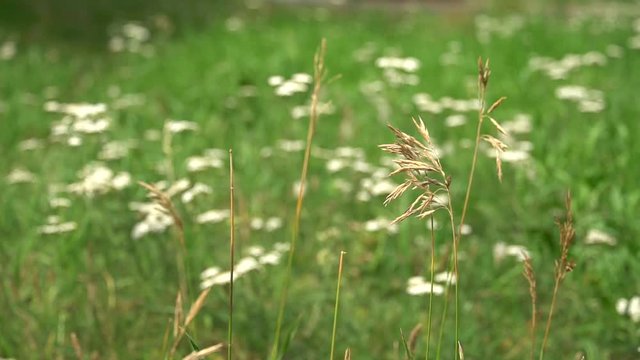 Ordinary ears of grass on green meadow or garden background. HD footage video