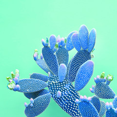 Cactus Fashion Set. Art gallery Design. Minimal Stillife. Vanilla Trendy Pastel Blue Color. Sweet...