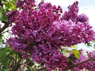 Lilac in the garden