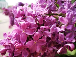 Lilac flowers in the garden