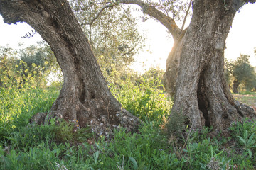 Detail of old olive tree trunks