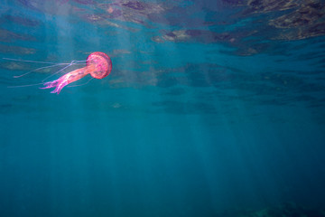 jellyfish swimming in the sea near the surface