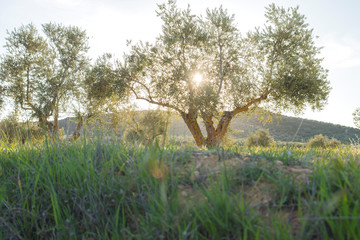Old olive trees at sunset