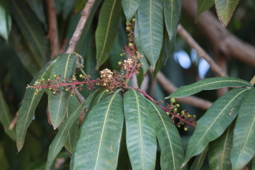 Folhas de mangueira com flores