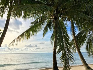 Beautiful green palm trees on the tropical cost of Pulau Tioman, Malaysia 2019