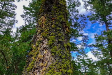 Green moss, small flowerless plants that typically grow in dense green clumps or mats, cover tree bark in the middle of forest.