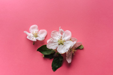 Fototapeta na wymiar White flower of apple lies on a pink background. The concept of spring. Copy space, top view, watercolor paper.